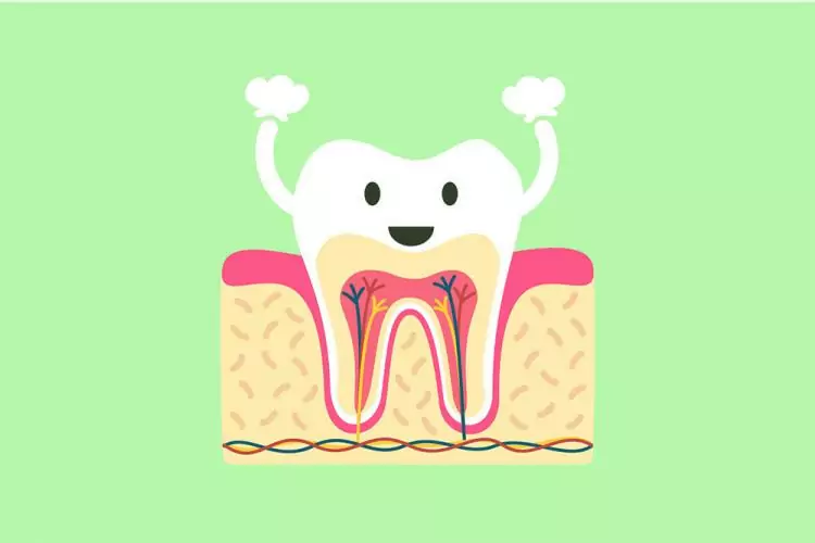 Root Canal Quick Facts